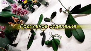 Родильное отделение 🤣. Орхидеи мамы и их детки- режем пуповину🤪