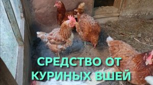 Средство от куриных вшей и кормовой мел для кур