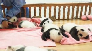 🐼Сон юных панд в провинции Сычуань