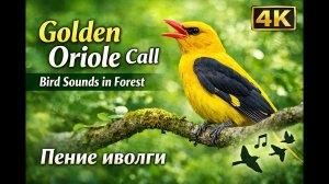 Golden Oriole Call 4K | Bird Sounds in Forest | Пение иволги