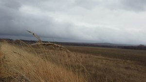 ШУМ ВЕТРА В ПОЛЕ