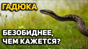 Гадюка — ВСЕ, что вы о ней ЗНАЛИ, оказалось ЛОЖЬЮ