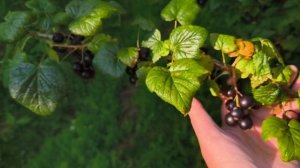 Кто-то завёлся в огуречной теплице.
Как и чем бороться. Может кто подскажет.🤔