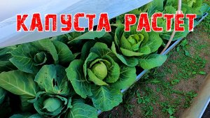 ОТДЫХ ПРОДОЛЖАЕТСЯ  КАПУСТА РАСТЁТ