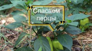 Спасаем упущенные перцы.