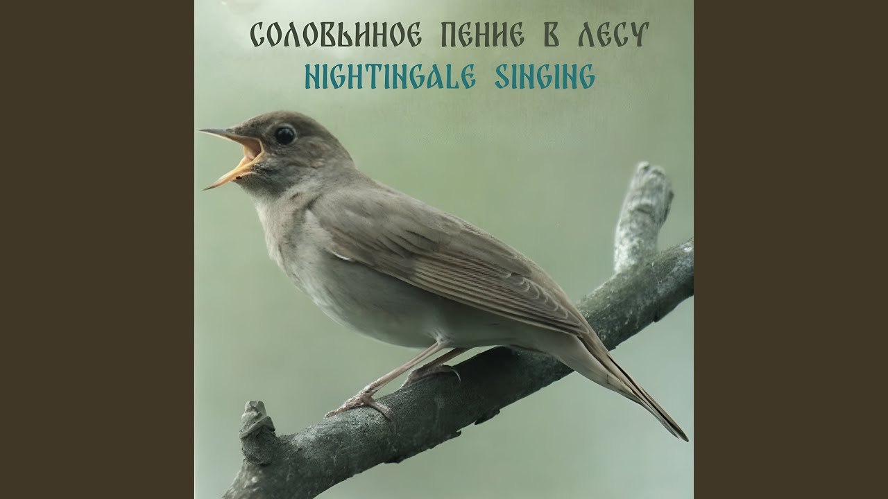 Пение соловья (Nightingale Song) смотреть онлайн