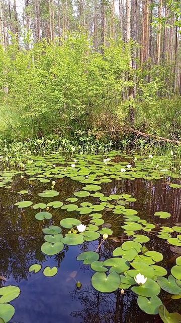 Лилии водяные или их еще называют кувшинкамм в тайге, Приключения продолжаются, Коми, лето, озеро, л