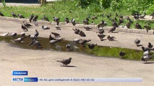 Нашествие крылатых: голуби стали причиной раздора для кемеровчан