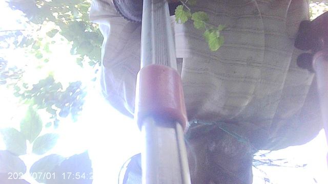 Удаление кленовой поросли в саду
