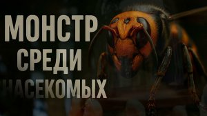 Азиатский гигантский шершень — самый опасный шершень в мире | Документальный разбор