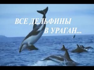 ВСЕ ДЕЛЬФИНЫ В УРАГАН,В УРАГАН. ПЕСНЯ СССР.КОТОРОЙ НИКОГДА БОЛЬШЕ НЕ БУДЕТ.