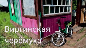 Черёмуха, сено, ягоды - Дачный дневник