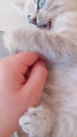 последняя встреча с котятами