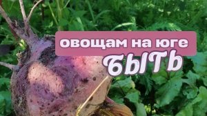 Овощи на Юге, как вырастить, тыква уже большая в июле
