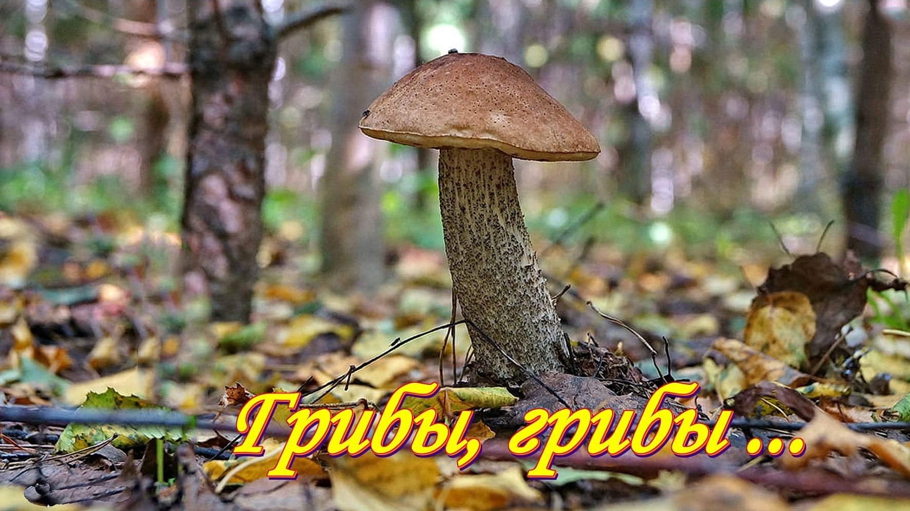 Грибы, грибы и вновь грибы .. смотреть онлайн
