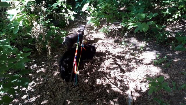 Вышли погулять котики. смотреть онлайн