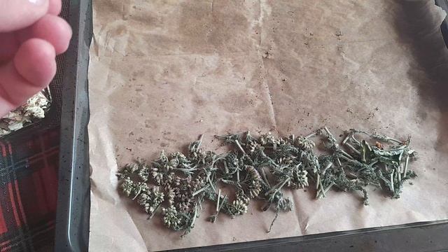 Жизнь  за городом вдал  от городской суеты/Сушу луговые травы и садовые для Домашнего Чая #рек