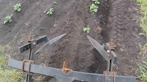Окучивание картофеля. Сравниваем работу дискового и ушастого окучников.