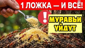 Муравьи пропадут за ночь! Один кухонный порошок уничтожит весь муравейник без химии