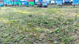 2.07.26. Когда рой не вышел из роевого состояния!