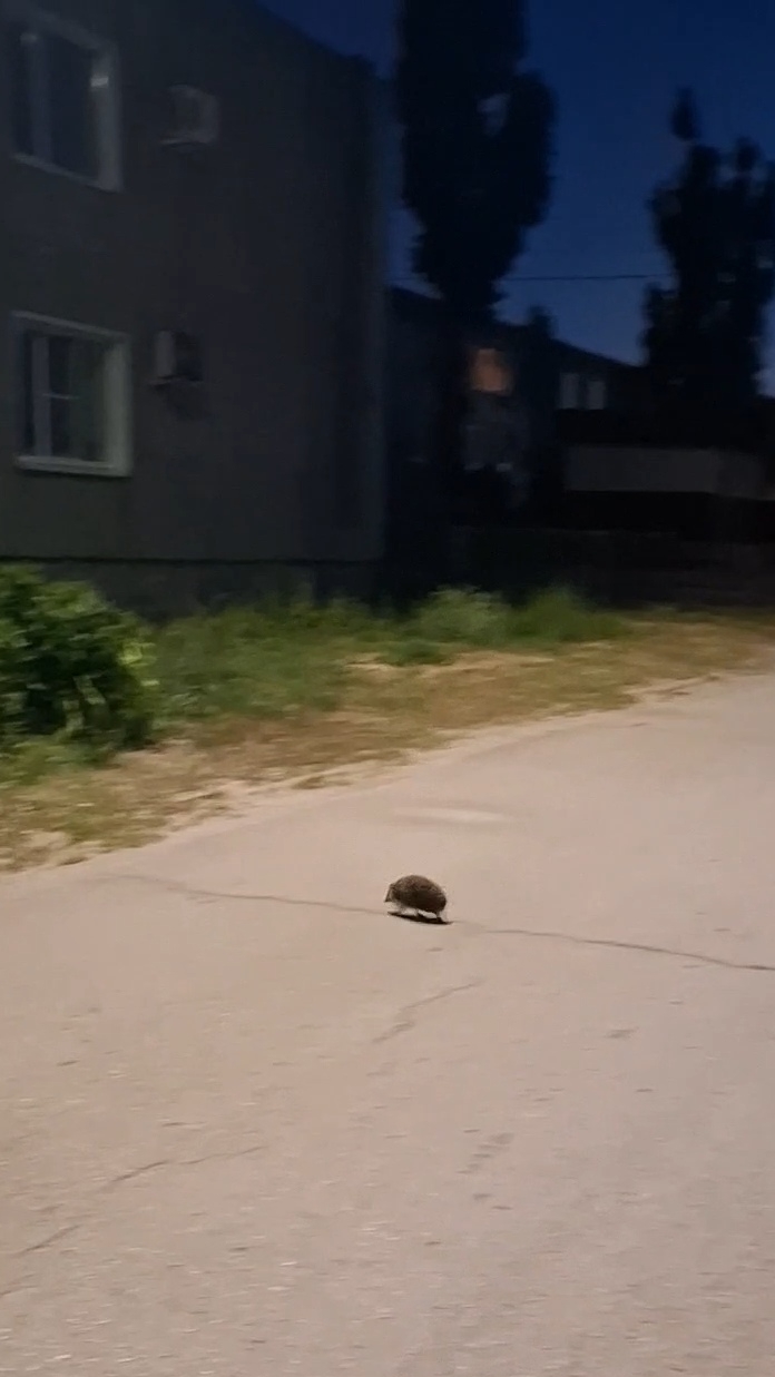Когда все спят, ежики бегут: ночная жизнь колючих малышей🦔Ежиные забеги: кто быстрее — ёж или тень?