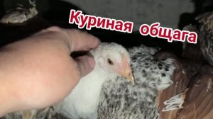 01.07.2026 Как, уже июль?! Работаю в ночную смену. Куриная общага