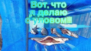 Как я солю и перерабатываю рыбу. #рыбалка #рецепт