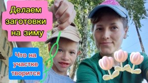 Ведро варенья/Обход участка/В Самару пришла жара
