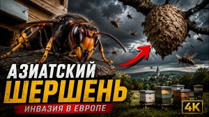 Европу Захватывает АЗИАТСКИЙ ШЕРШЕНЬ | Почему Пчёлы Не Могут Его Остановить