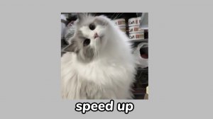 Alexander Rybak - {Котик}/ {Kotik}  «speed up»