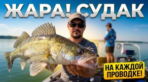 ЛЕТО. ЖАРА! СУДАК КЛЮЕТ НА КАЖДОЙ ПРОВОДКЕ!