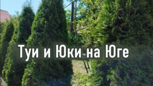 Успешный уход за Туями на глинистой земле, обрезка Юки строго весной
