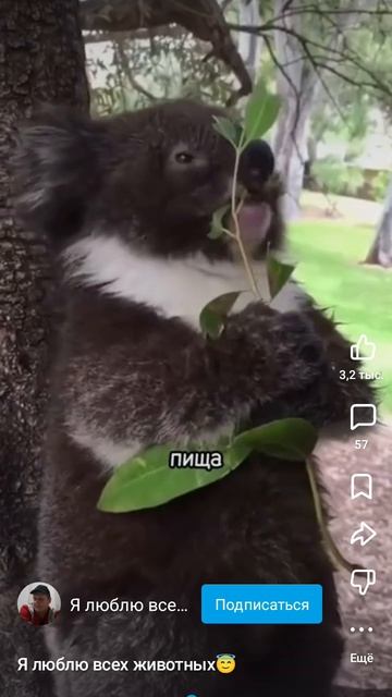 Куала смотреть онлайн