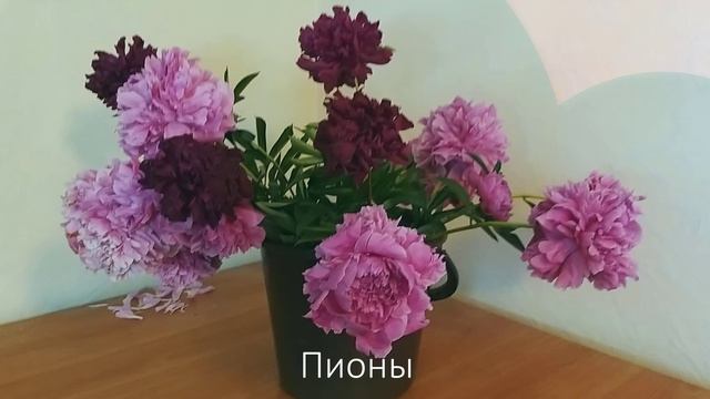 Пионы смотреть онлайн