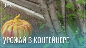 Забайкалка превратила 7 соток в полигон для экспериментов