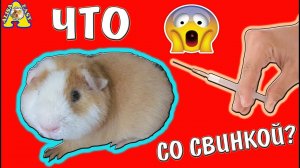 КАК ПОЖИВАЮТ НОВЫЕ ПИТОМЦЫ / МОРСКОЙ СВИНКЕ /  ХОМКИ  ПОДРУЖИЛИСЬ С НОВЕНЬКИМ  / АЛИСА ИЗИ