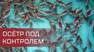 В Сулакскую бухту отправили молодь русского осетра