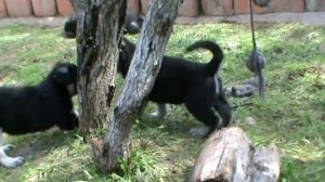 Щенки ВЕО из питомника Валентлайф - папа Гельмут на рингах и щенки Фуджиминори
