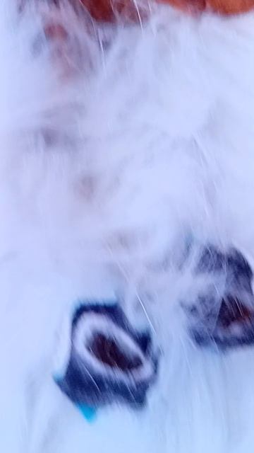 Знакомьтесь, Собака Пушок