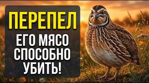 Перепел: почему его мясо может вас убить? Факты, которые вас удивят!