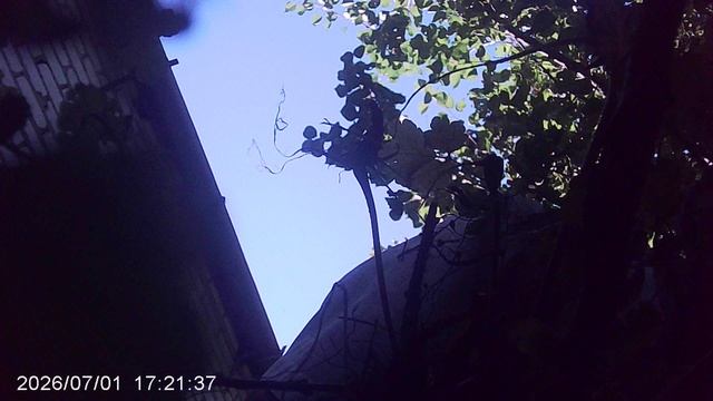 Очистка сада от сорняков