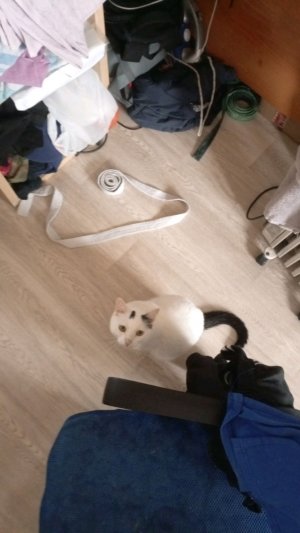 кот