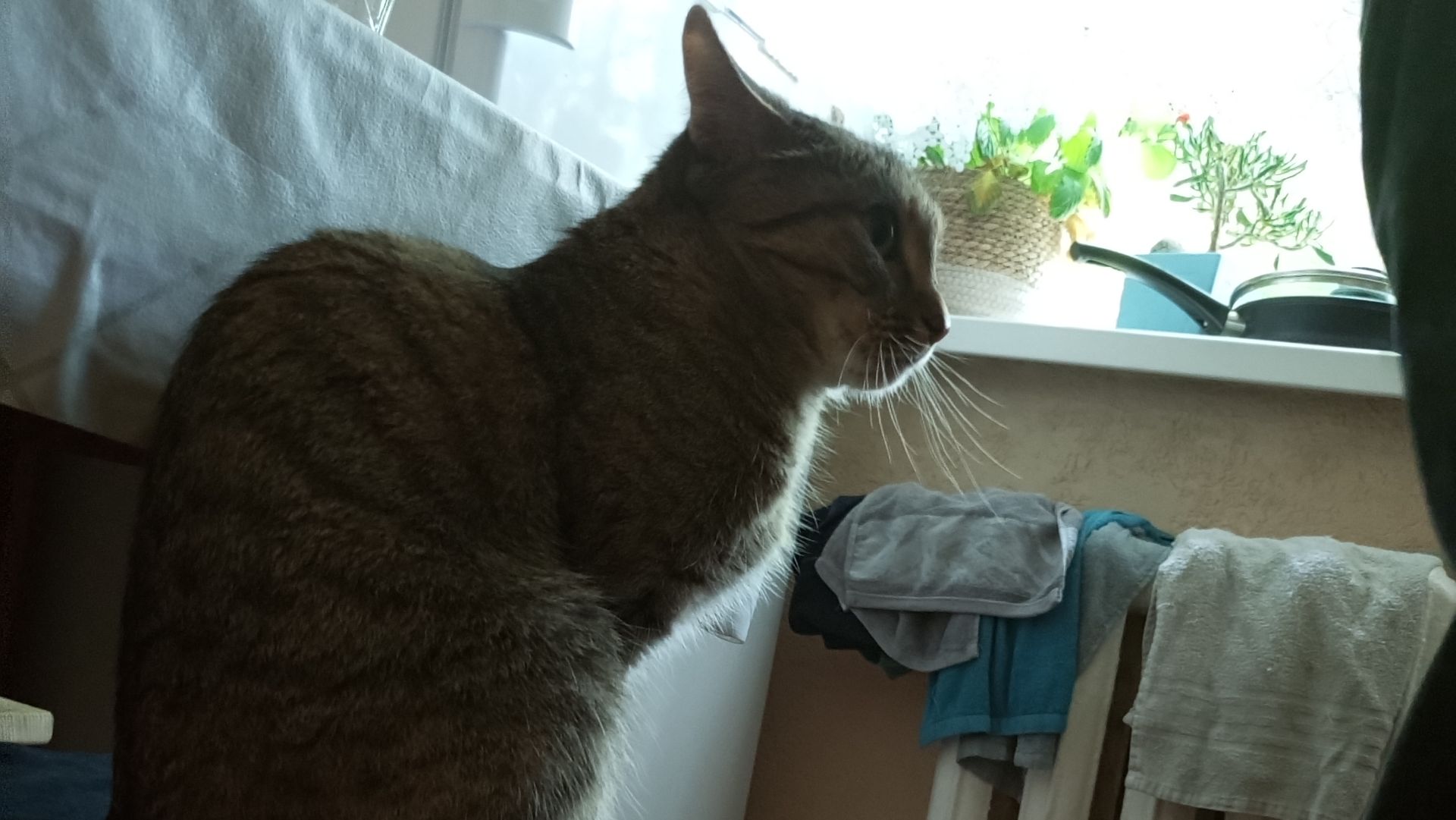 Кошка надела на ухо резинку