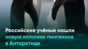 Российские учёные нашли новую колонию пингвинов в Антарктиде