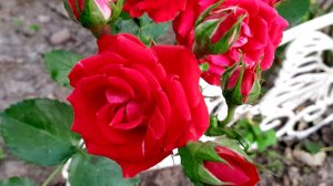 её величество 🌹 РОЗА 🌹🌹
