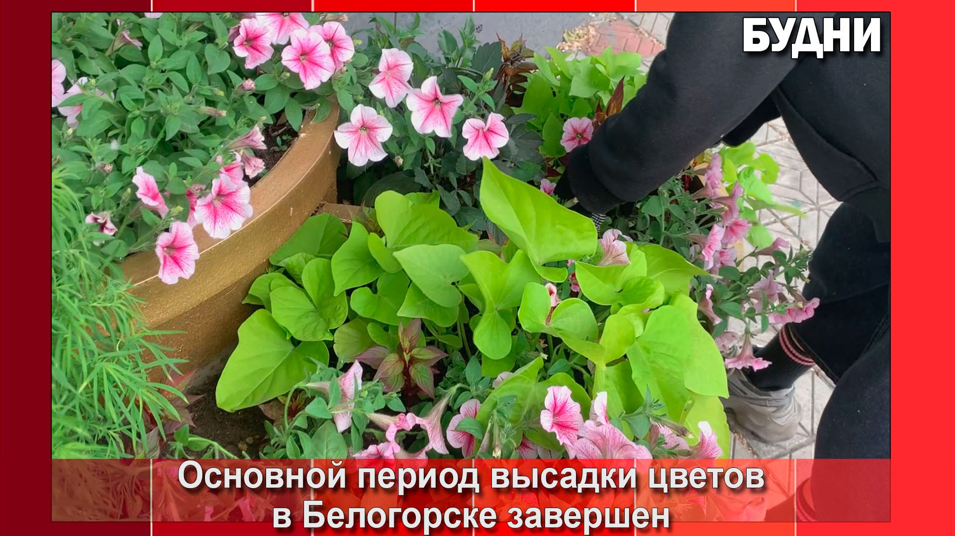 Сквер Памяти дополнили многолетними растениями