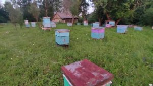 1Июля. Беспорядок на пасеке