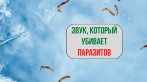 Матрица против паразитов | Звуковой детокс от глистов и червей