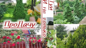 Какие туи выросли, отщипнула, черенок готов.