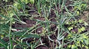 огородный влог\как подкормить лук после дождей\не смогла собрать урожай